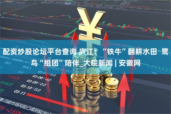 配资炒股论坛平台查询 庐江：“铁牛”翻耕水田  鹭鸟“组团”陪伴_大皖新闻 | 安徽网